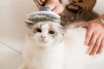 Pet Brush