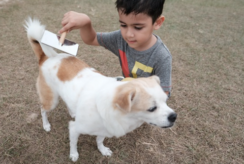 Pet Brush